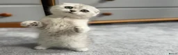 Scottish Fold cats for sale: Beautiful Scottish fold Kitten in Luton - Advert 5