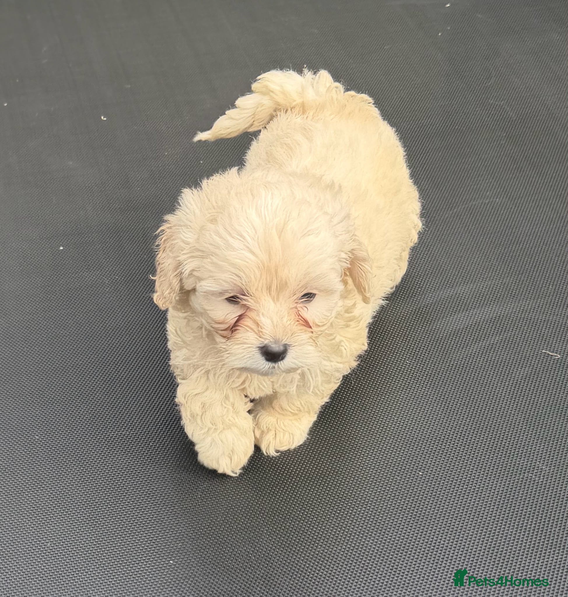 Maltipoo dogs Maltipoo puppies - Advert 8