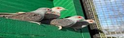 Doves birds for sale: Diamond doves - male and female  in Sheffield - Advert 2