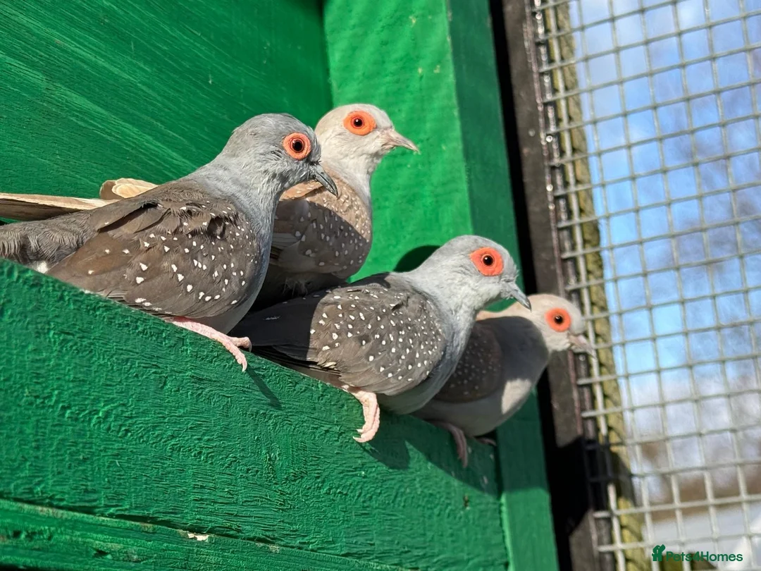 Doves birds for sale: Diamond doves - male and female  in Sheffield - Advert 2