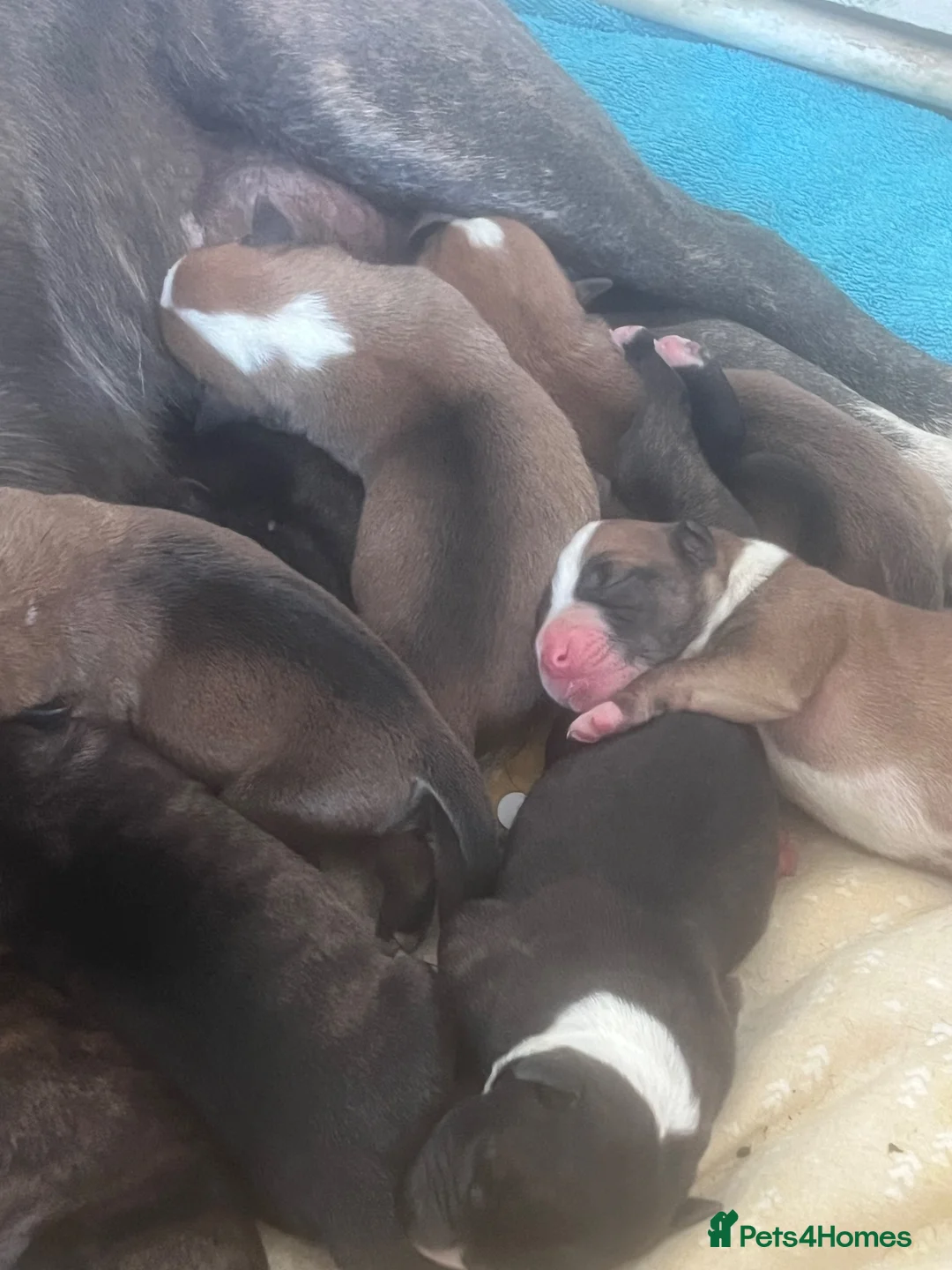 Mixed Breed dogs for sale: Staffy cross Belgium Shepard puppys  in Gosport - Advert 2