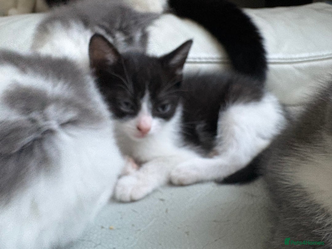 Mixed Breed cats for sale: Kittens for sale - Image 17