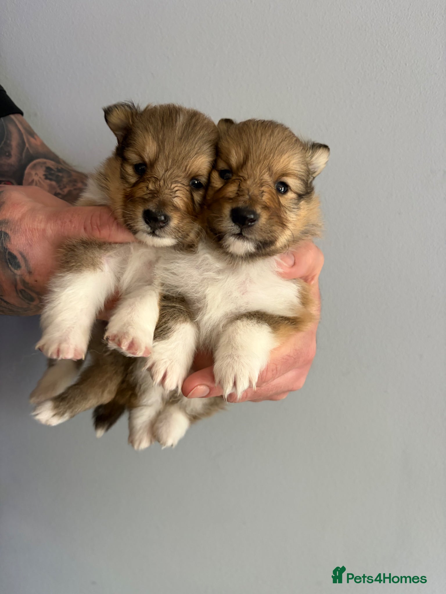 Shetland Sheepdog dogs Shetland Sheepdog Puppies - Advert 5