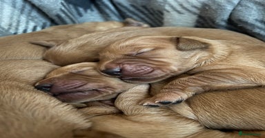 Golden Retriever dogs - Advert 5