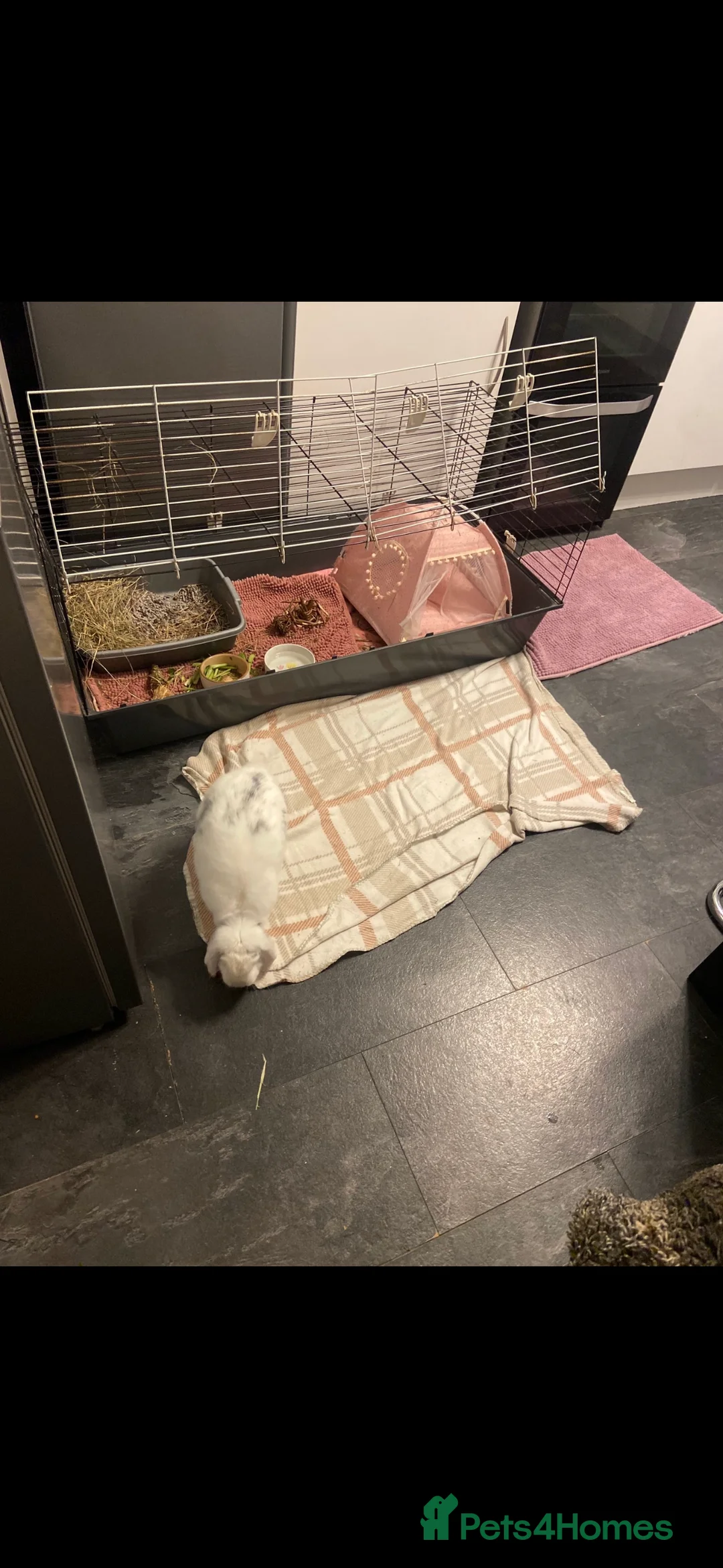 Mini Lop rabbits for sale: Mini lop female for sale 1 year old - Advert 2