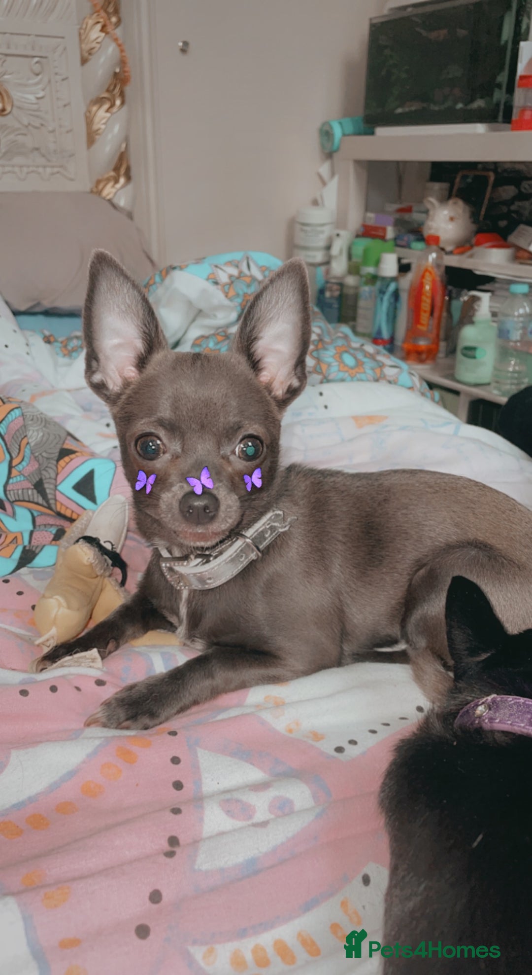 Chihuahua dogs for sale: Beautiful Chihuahua puppies - Image 10