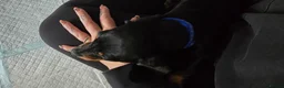 Dachshund dogs for sale: Dachsund 6month Old Puppy in Wimborne - Advert 17