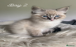 Ragdoll cats for sale: Exquisite GCCF Registered Ragdoll Kittens - Image 17