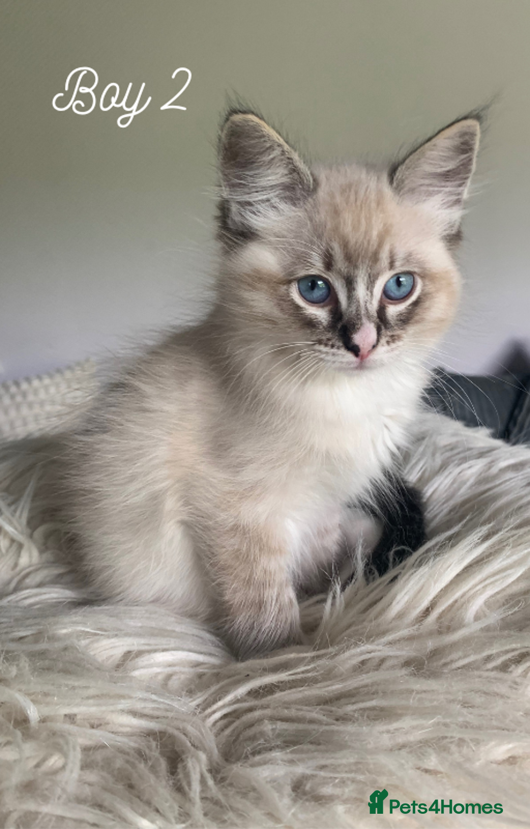 Ragdoll cats for sale: Exquisite GCCF Registered Ragdoll Kittens - Image 17