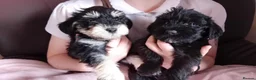 Schnoodle dogs for sale: Schnoodle pups  - Advert 2