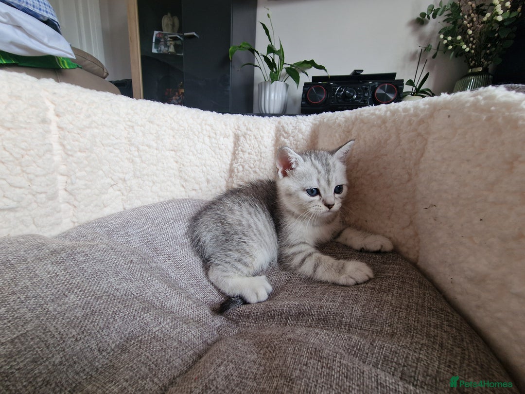 Scottish Fold cats for sale: Beautiful Scottish fold kittens - Image 10