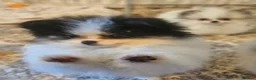 Pomeranian dogs for sale: KC registered Pomeranian Puppies for sale  - Advert 21