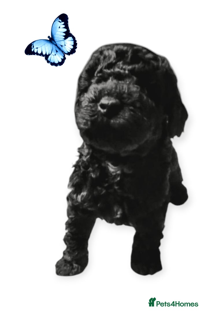 Cavapoo dogs Stunning F2B Cavapoo's Health Tested - Advert 13