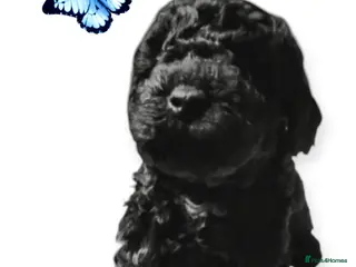 Cavapoo dogs Stunning F2B Cavapoo's Health Tested - Advert 13