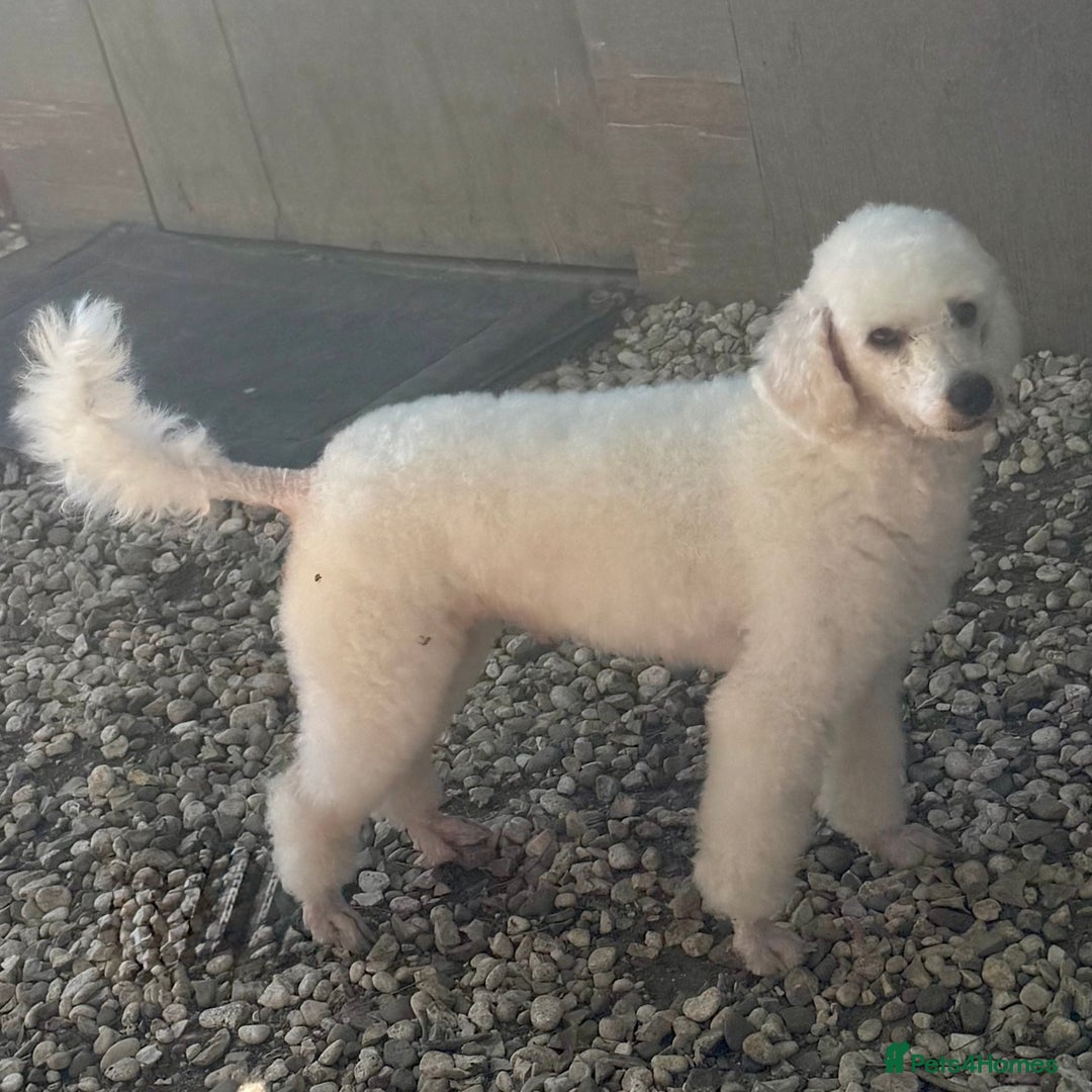 Miniature Poodle dogs for stud: Exceptional Miniature Poodle Stud Dog Services - Image 6