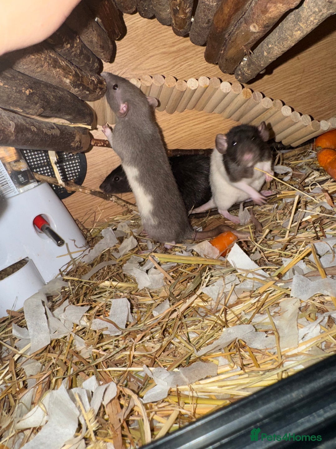 Rat rodents for sale: 3 female rats  - Image 2