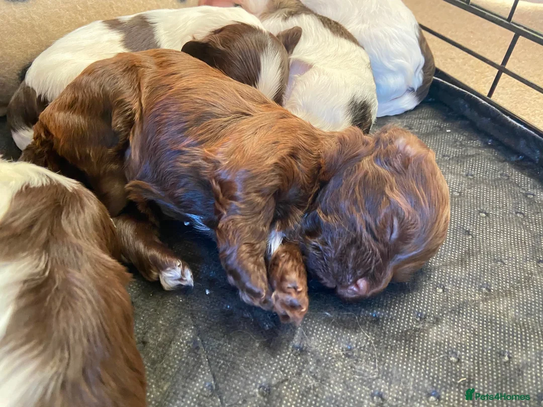 Havanese dogs for sale: 🩷BEAUTIFUL HAVENESE PUPPY’S🩵 - Advert 14