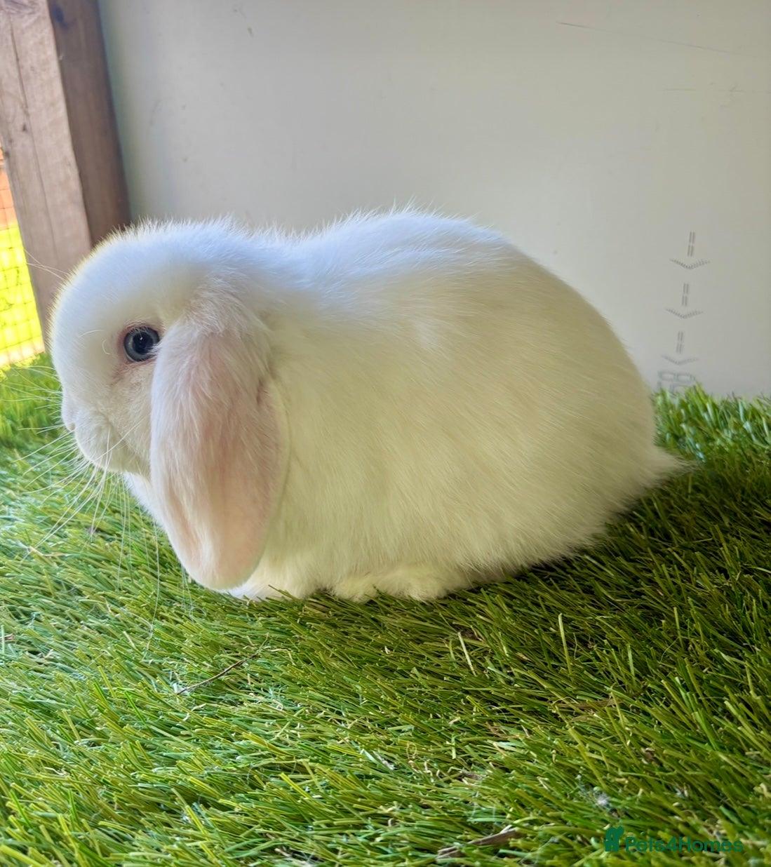 Mini Lop rabbits Stunning mini lop babies - Advert 2