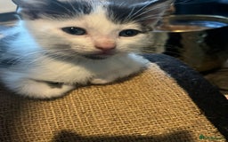 Tibetan cats for sale: Beautiful male kittens on sale - Advert 2