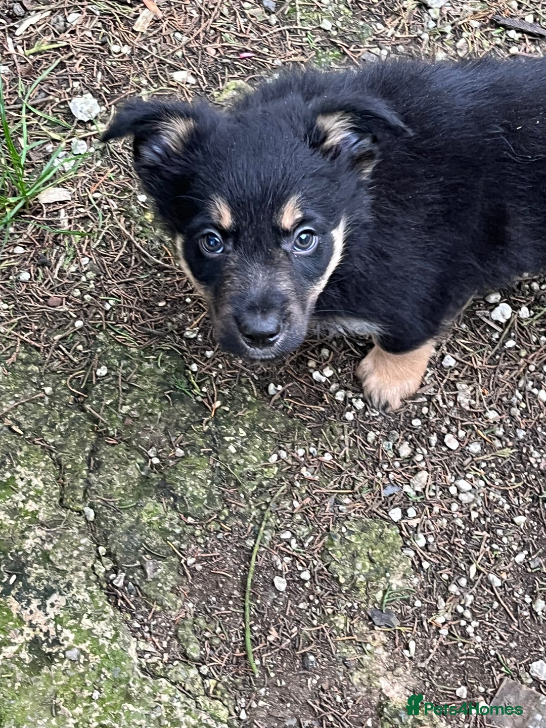 Mixed Breed dogs for sale: Collie x huntaway - Image 13