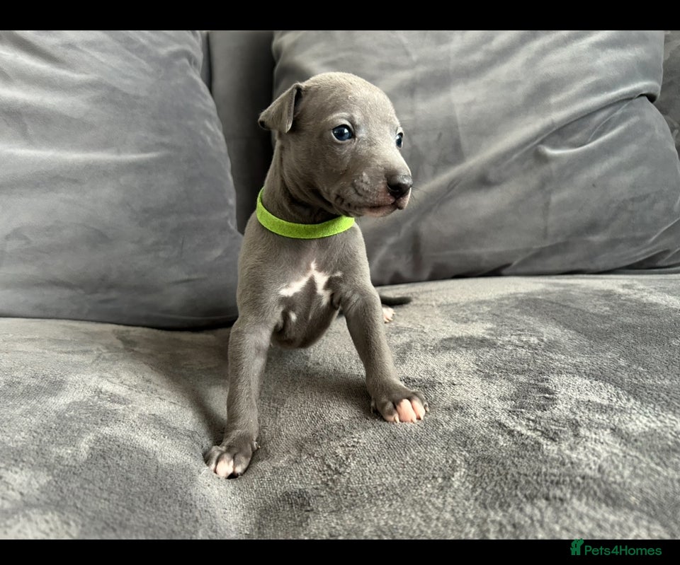 Whippet dogs KC Reg blue whippet puppies  - Advert 6