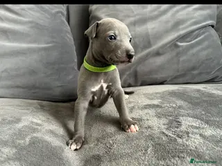 Whippet dogs KC Reg blue whippet puppies - Advert 6