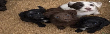 Cocker Spaniel 1