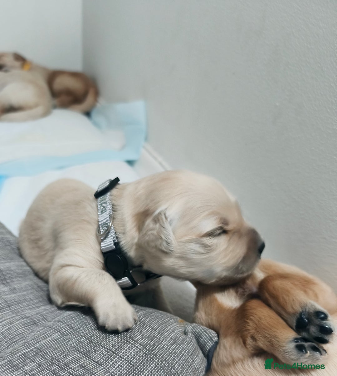 Golden Retriever dogs for sale: Gorgeous golden retriever puppies 🐕 - Advert 4
