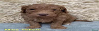 Goldendoodle Puppy 5