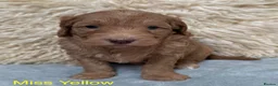Goldendoodle dogs for sale: Fabulous Goldendoodle Puppies  - Advert 4