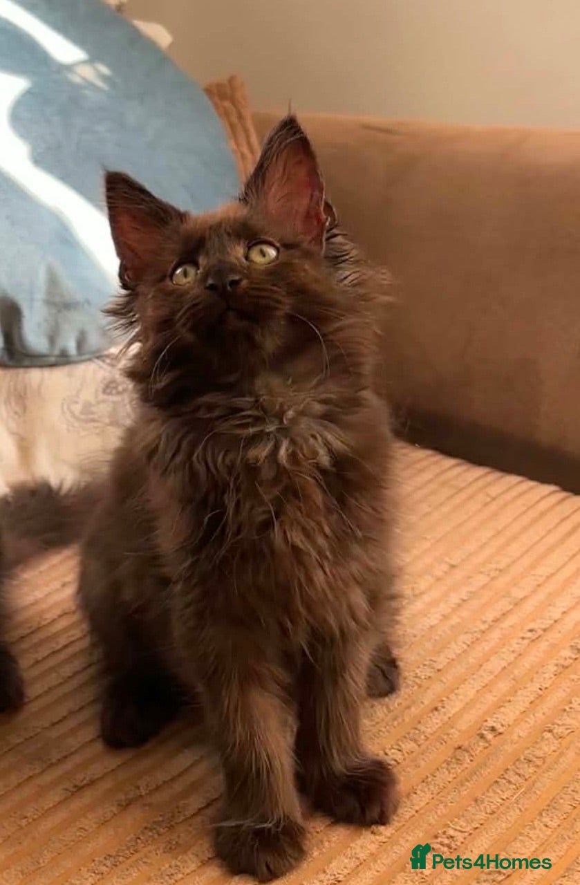 Maine Coon cats Black Smoke Maine Coon Girl – Ready Now - Advert 3