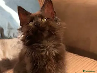 Maine Coon cats Black Smoke Maine Coon Girl – Ready Now - Advert 1