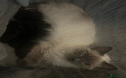 Ragdoll cats for sale: Ragdoll kittens  - Image 3