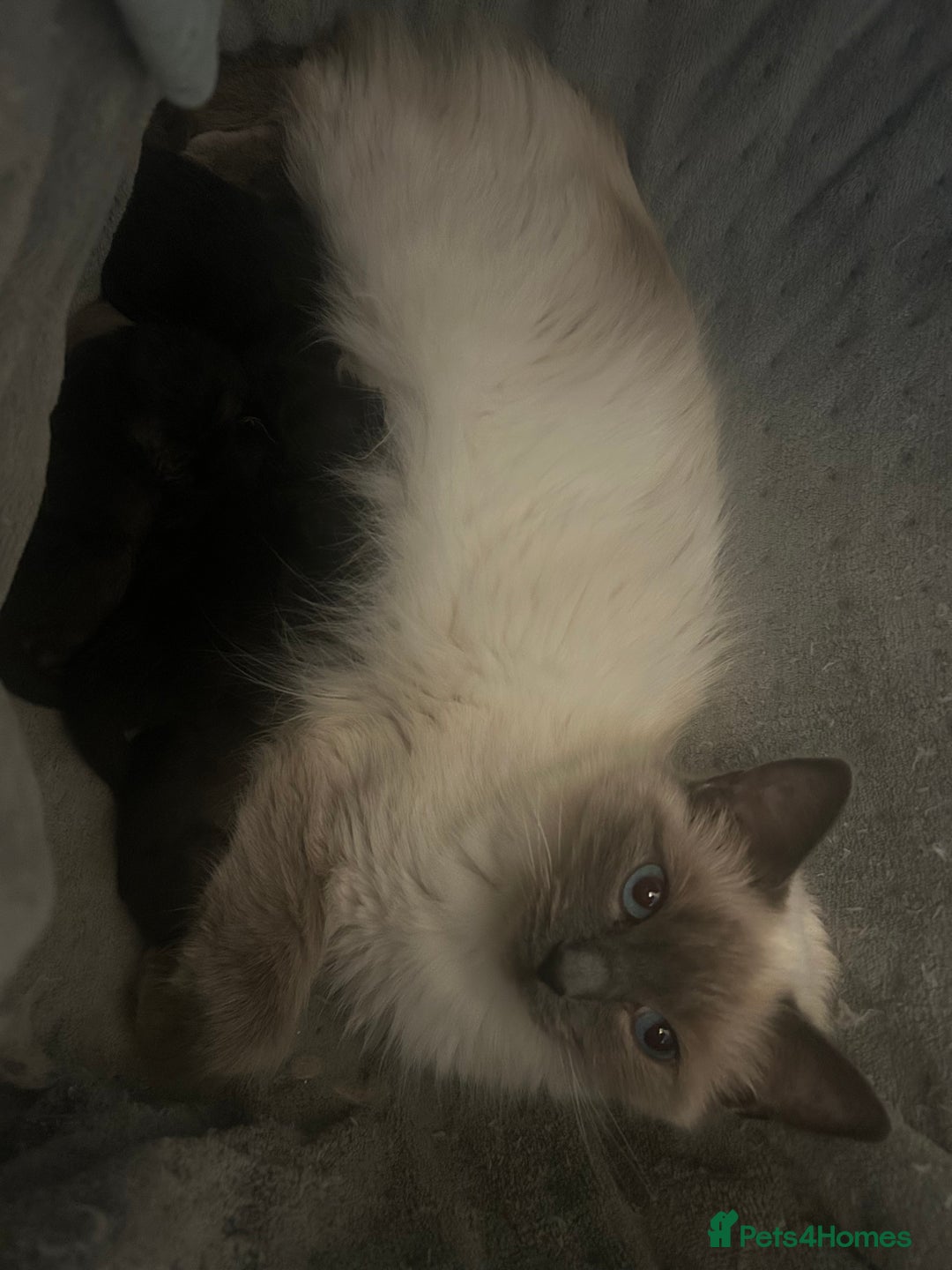Ragdoll cats for sale: Ragdoll kittens  - Image 3
