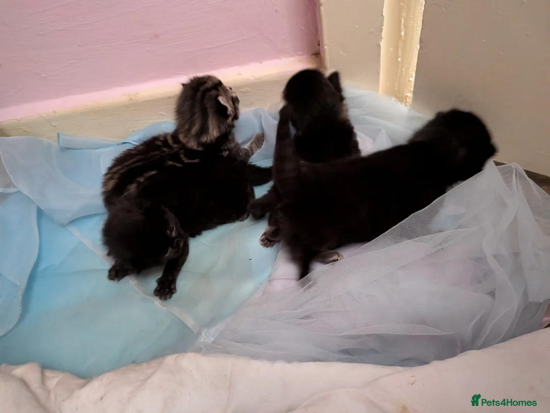 Domestic Shorthair cats for sale: 1 full black kitten & 1 black & tiny white bits - Advert 1