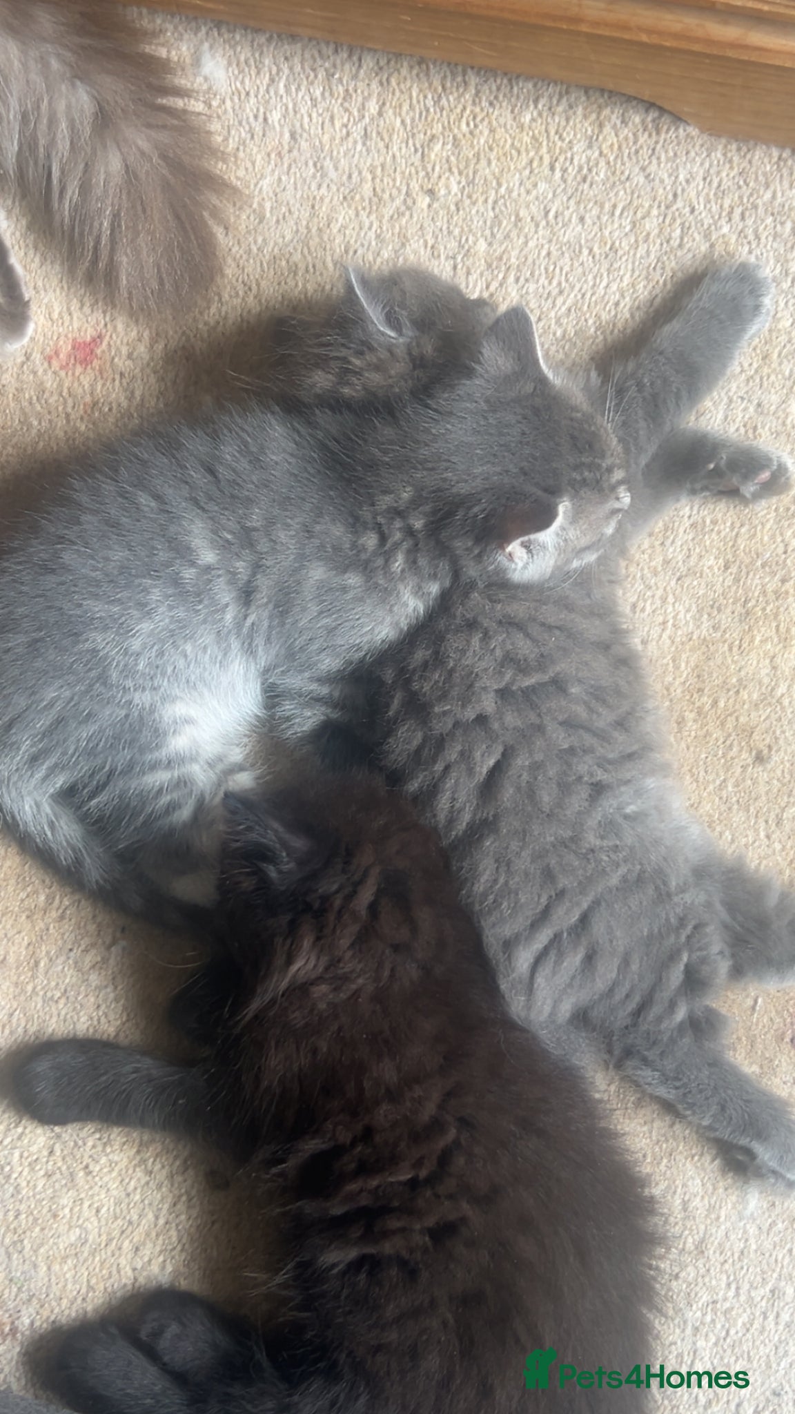 Ragdoll cats for sale: Ragdoll mixed kittens for sale  - Advert 12