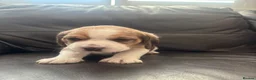 Beagle dogs for sale: Stunning Beagle puppies  - Advert 14