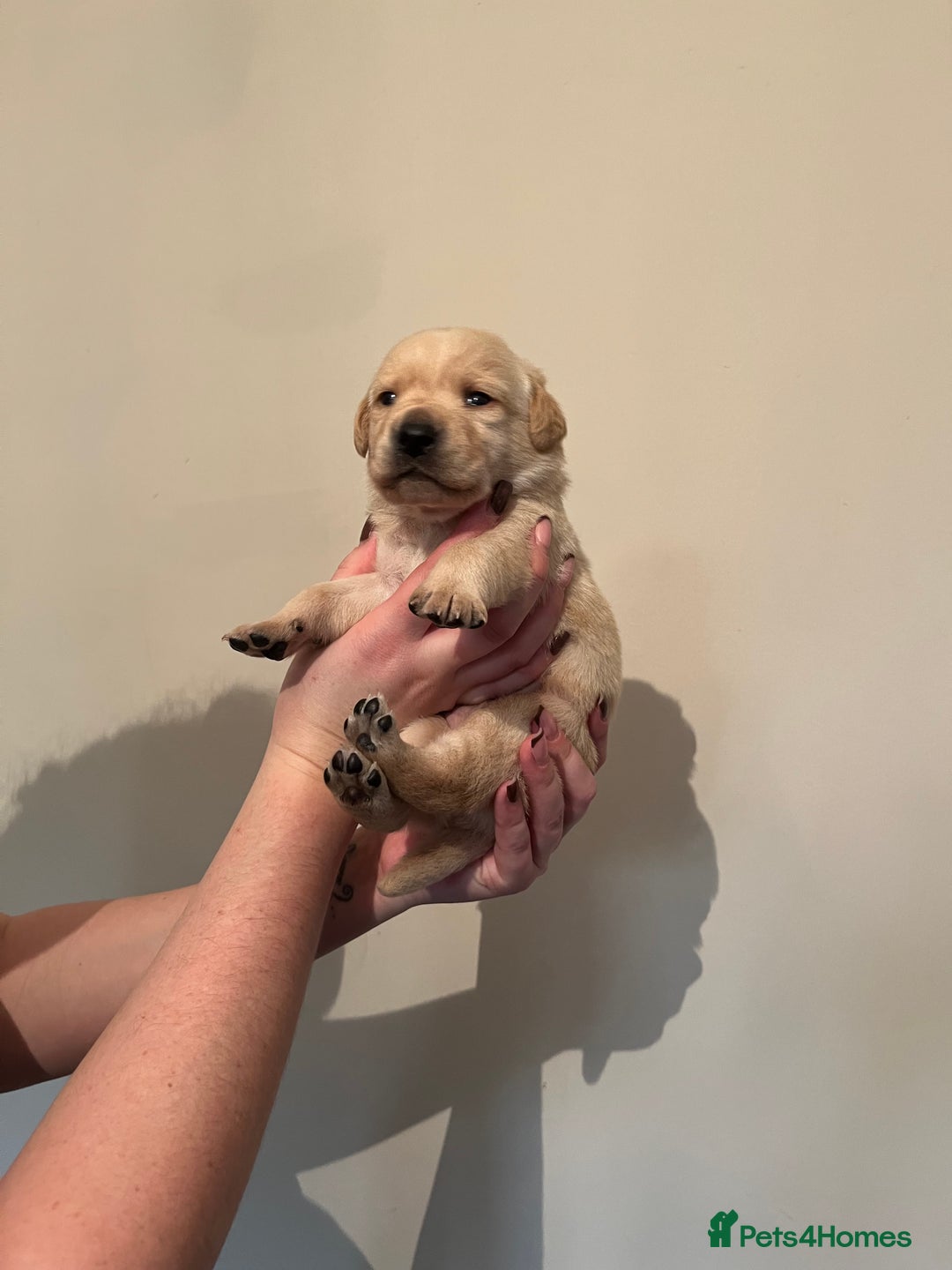 Labrador Retriever dogs for sale: Labrador Puppies - Advert 30