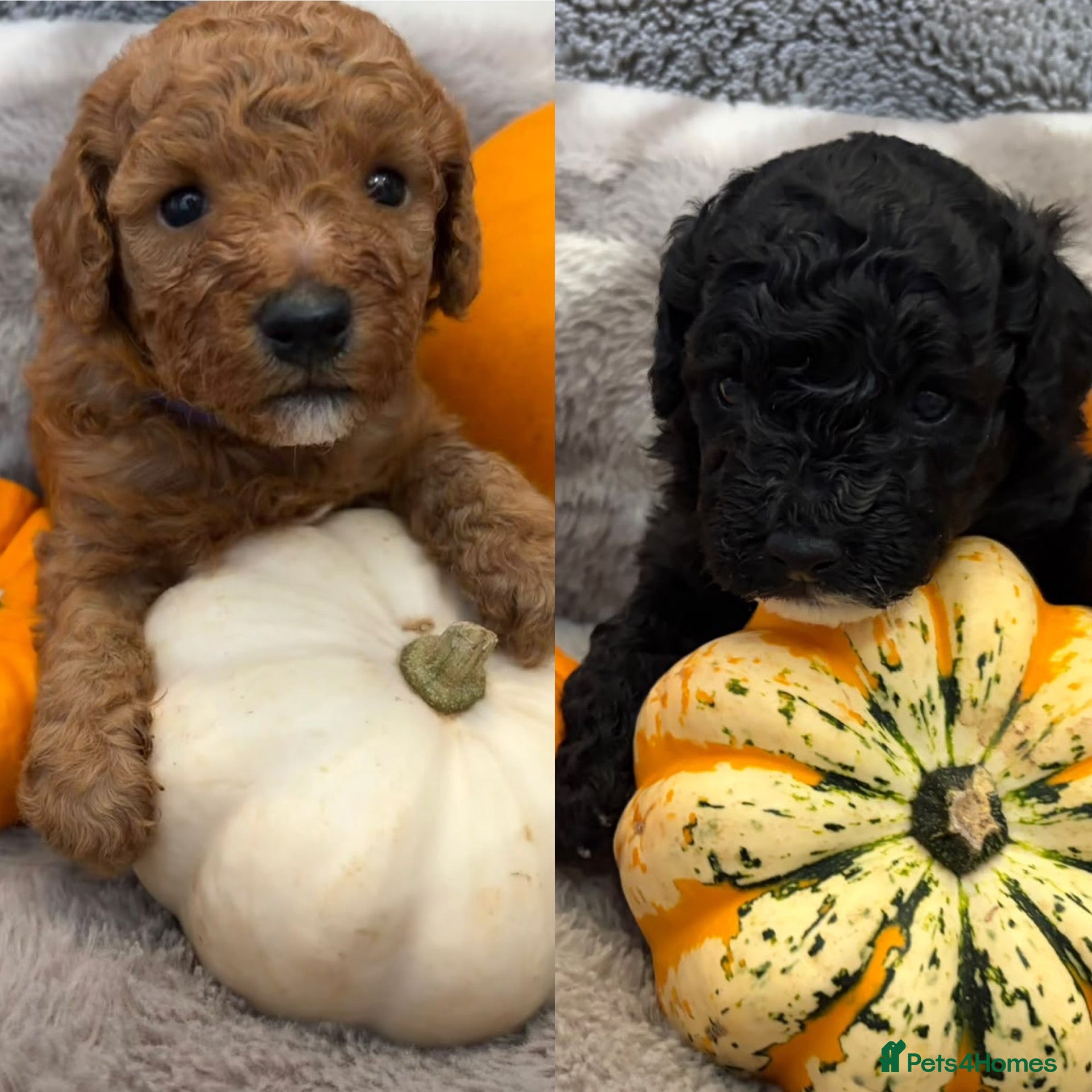 Cavapoochon dogs 🐾CAVAPOOCHON PUPPIES🐾 - Advert 13