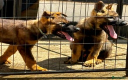 German Shepherd dogs for sale: Awesome Male Kennel Club Reg’d GSD Pups  in Sturminster Newton - Image 7