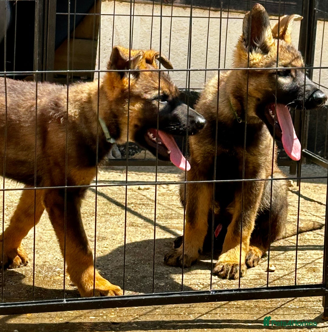 German Shepherd dogs for sale: Awesome Male Kennel Club Reg’d GSD Pups  in Sturminster Newton - Image 7