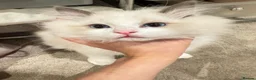 Ragdoll cats for sale: TICA Registered Ragdoll - Advert 14