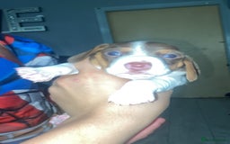Miniature Dachshund dogs for sale: 2 miniature dachound for sale white/brown  - Image 1