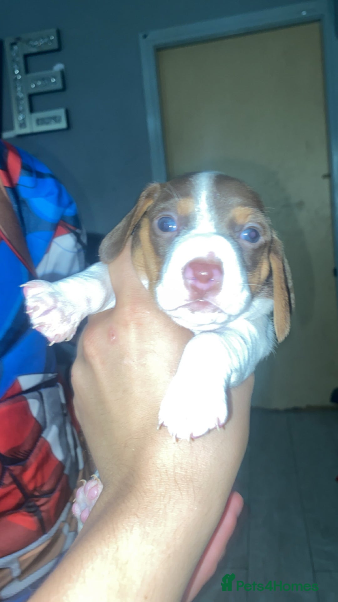 Miniature Dachshund dogs for sale: 2 miniature dachound for sale white/brown  - Image 1