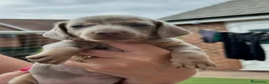 Miniature Dachshund 2