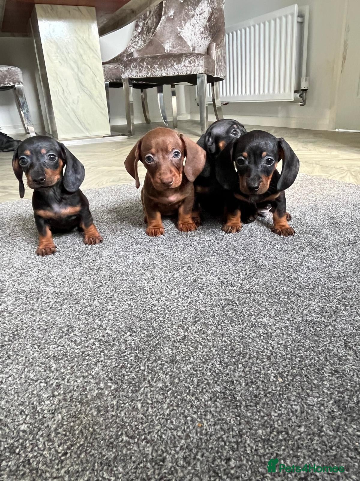 Miniature Dachshund dogs Beautiful Miniature Dachshund Puppies - Advert 1