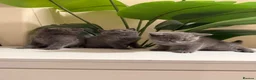 British Shorthair cats for sale: Beautiful British short hair kittens  - Advert 10