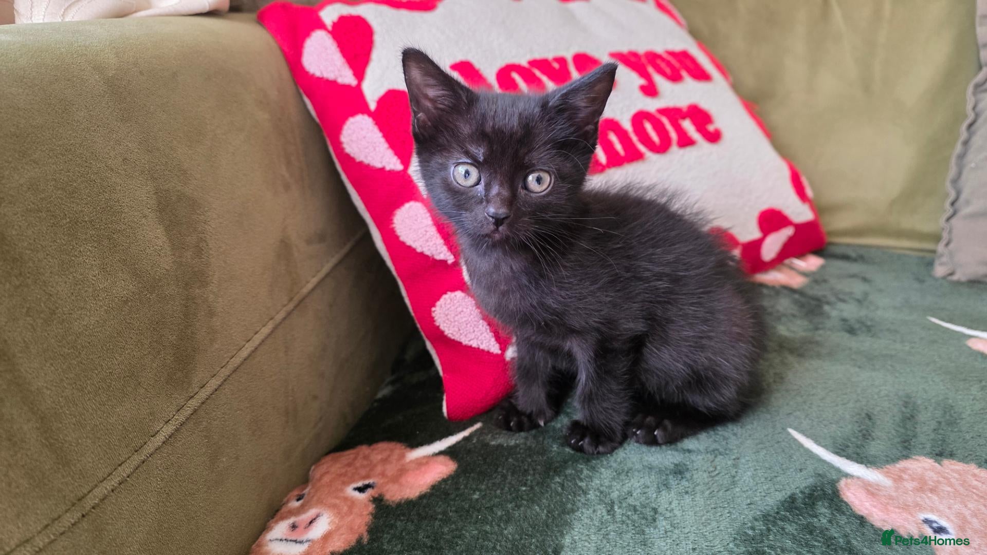 Mixed Breed cats 1 male kittens for sale ready now - Advert 11
