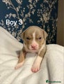 American Bully boy 3