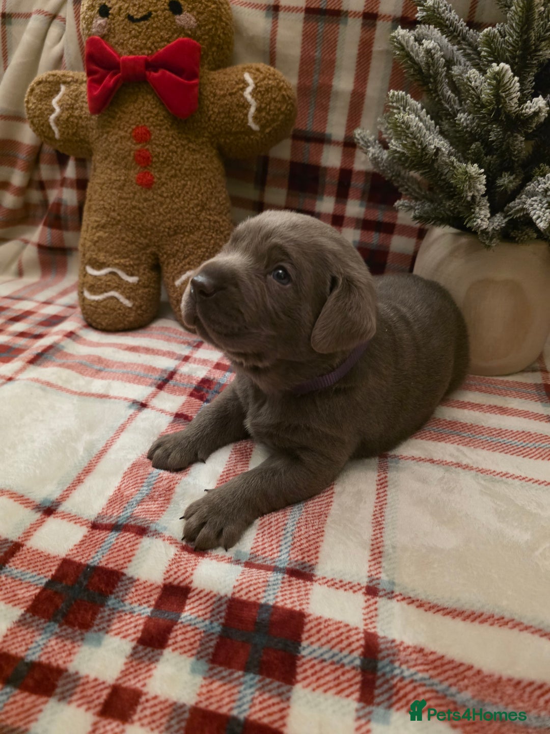 Labrador Retriever dogs for sale: Silver Labrador Puppies For Sale - Advert 34
